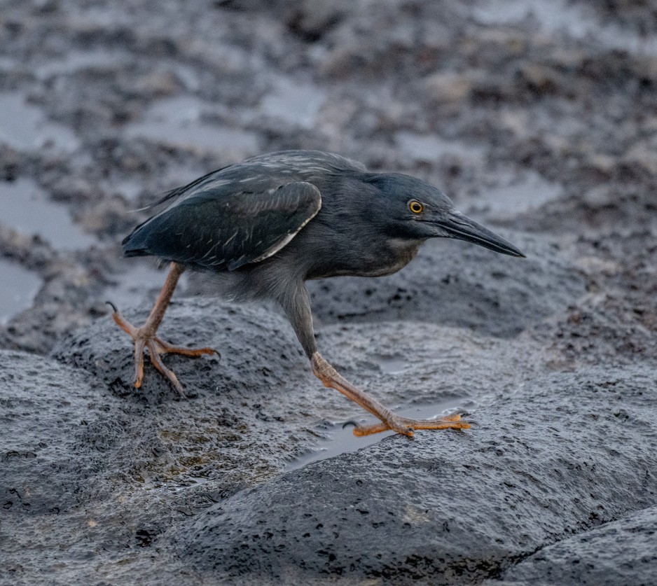 Lava Heron - ML659616947