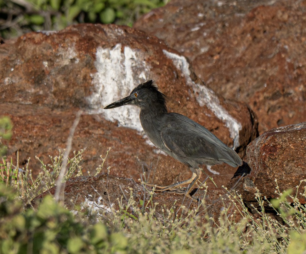 Lava Heron - ML659616948
