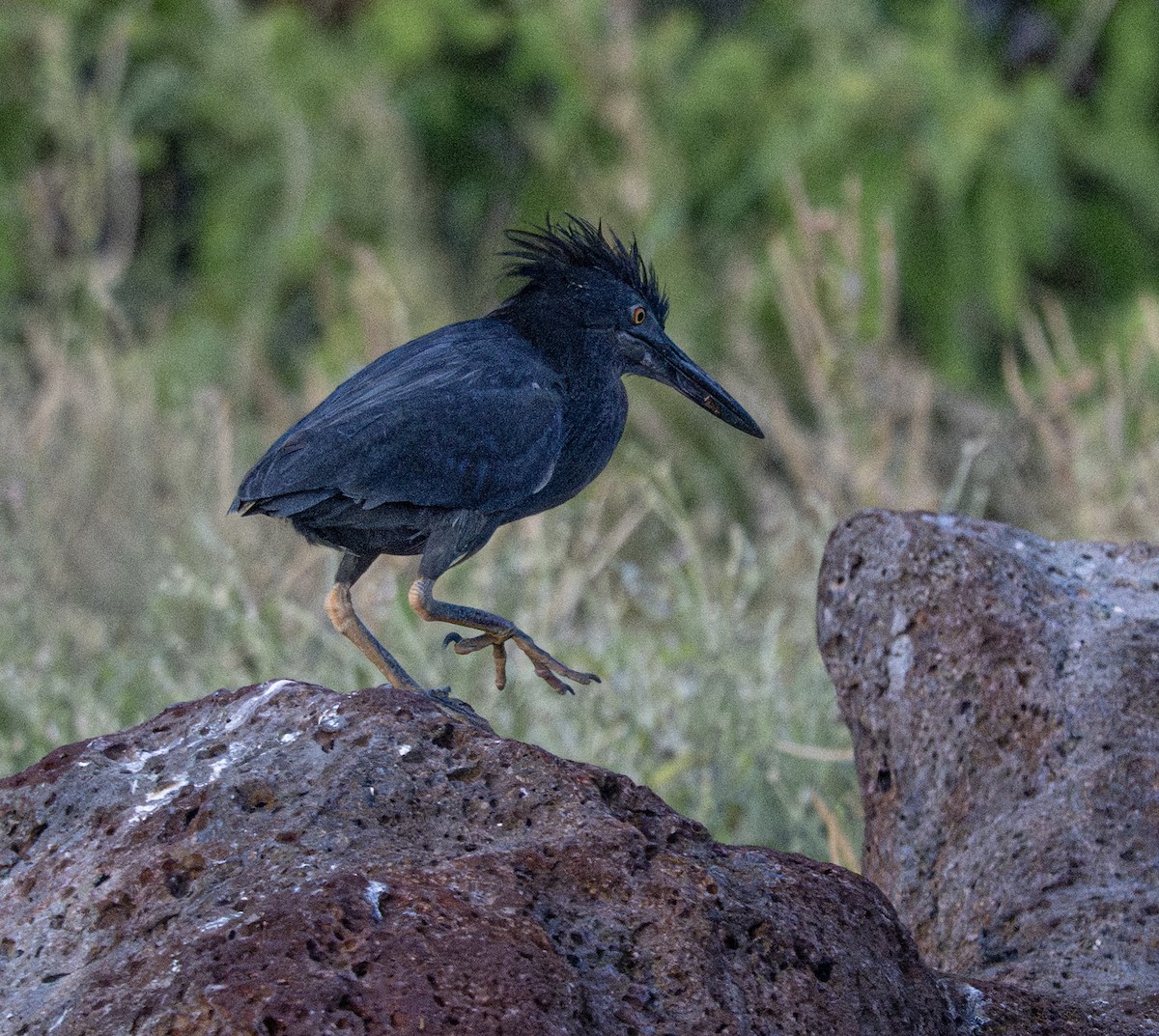 Lava Heron - ML659616949