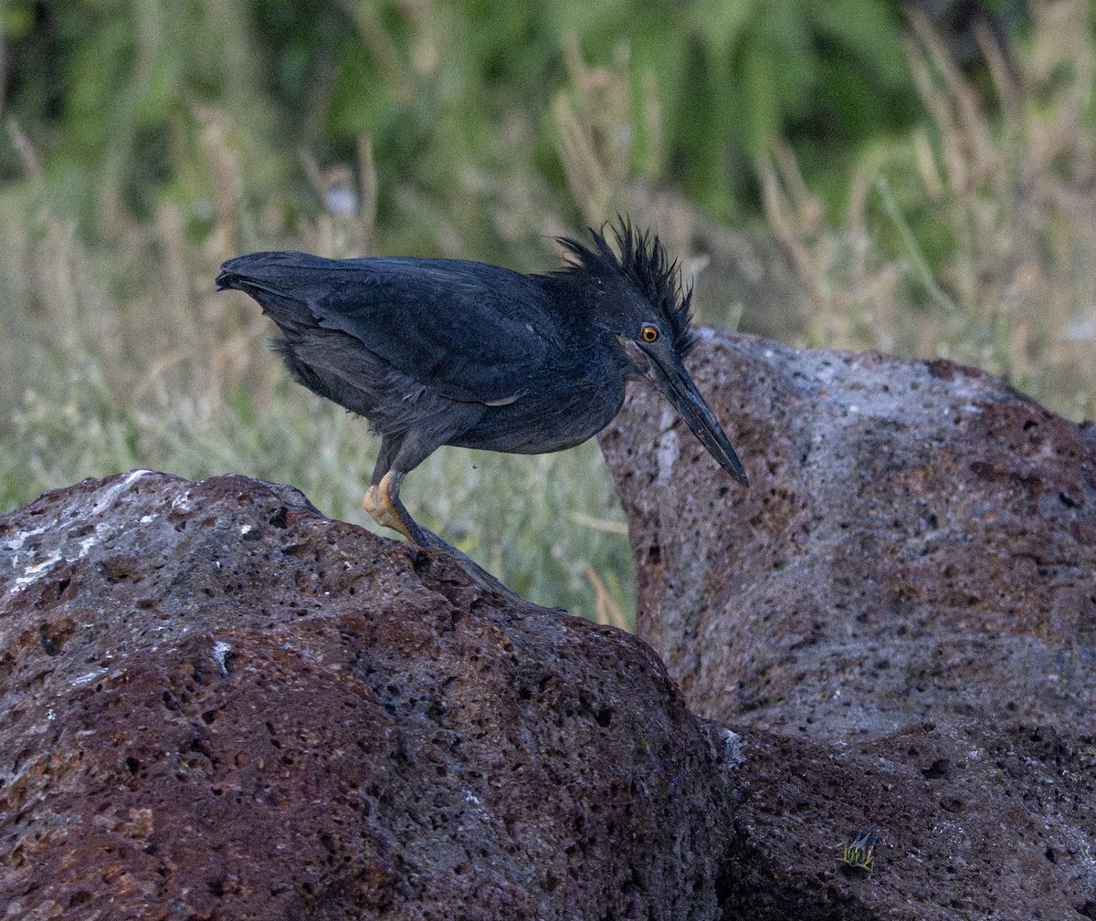 Lava Heron - ML659616950