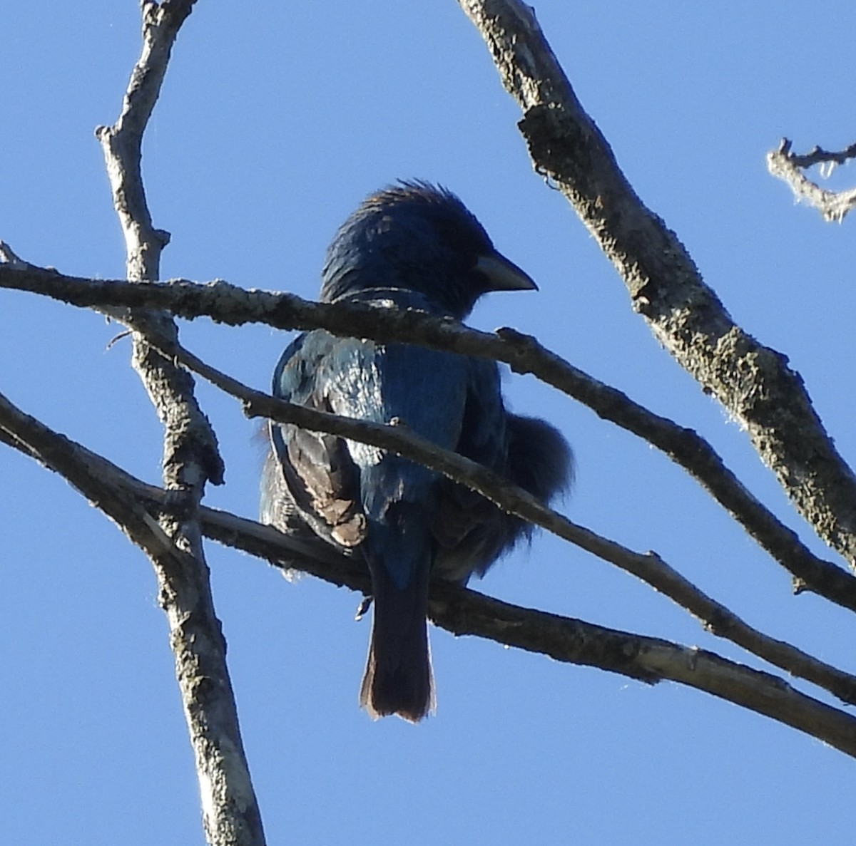 Indigo Bunting - ML659616974
