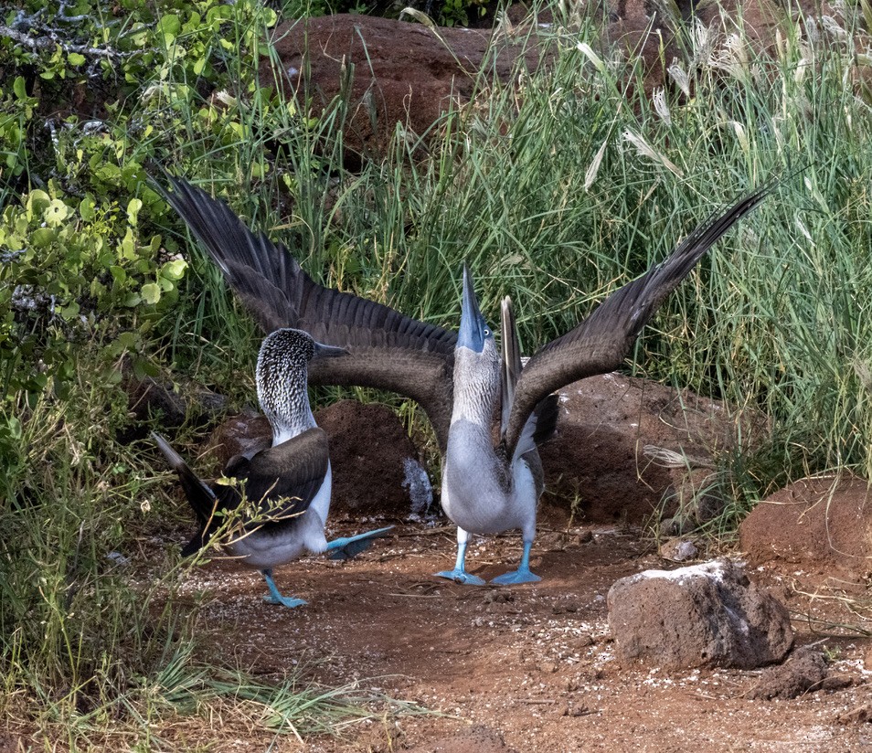 Blue-footed Booby - ML659616997