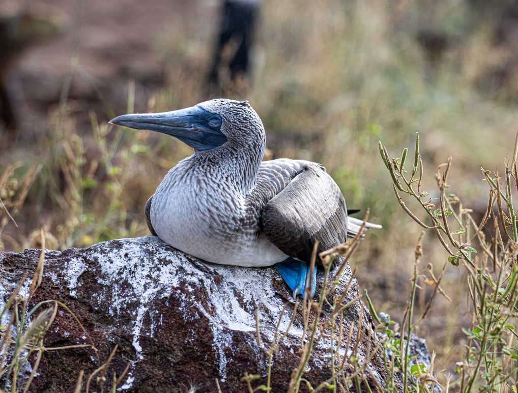 Blue-footed Booby - ML659616998