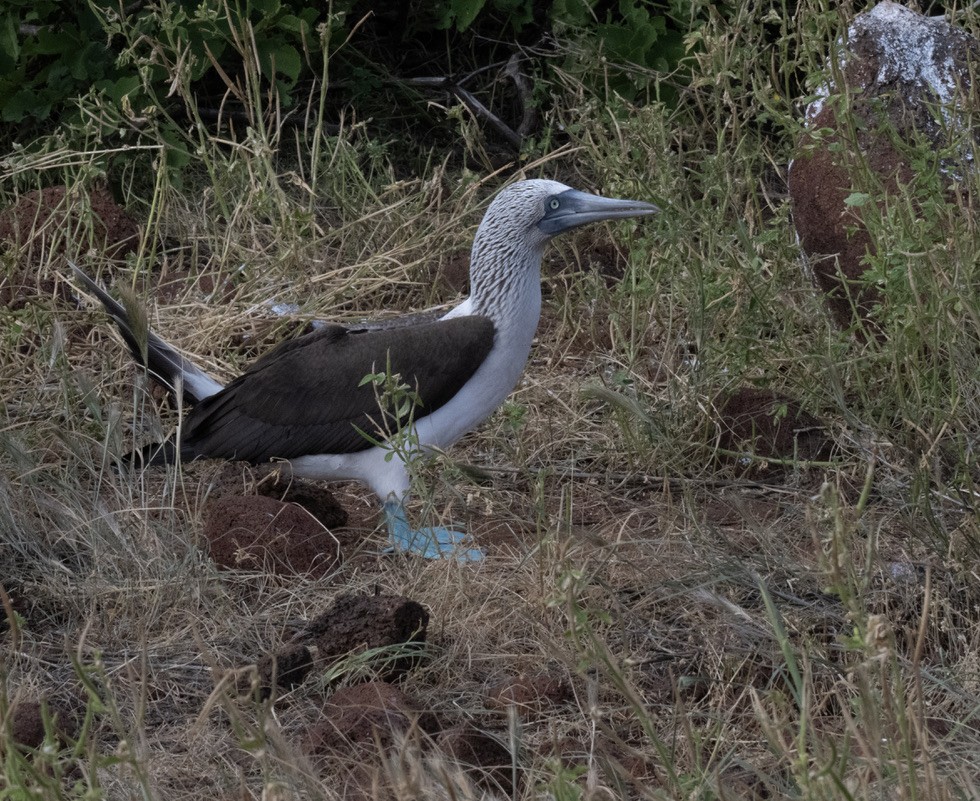 Blue-footed Booby - ML659616999