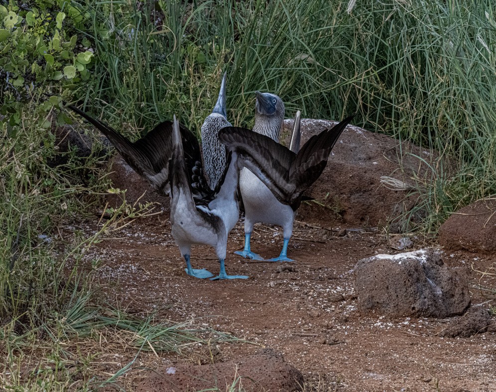 Blue-footed Booby - ML659617000