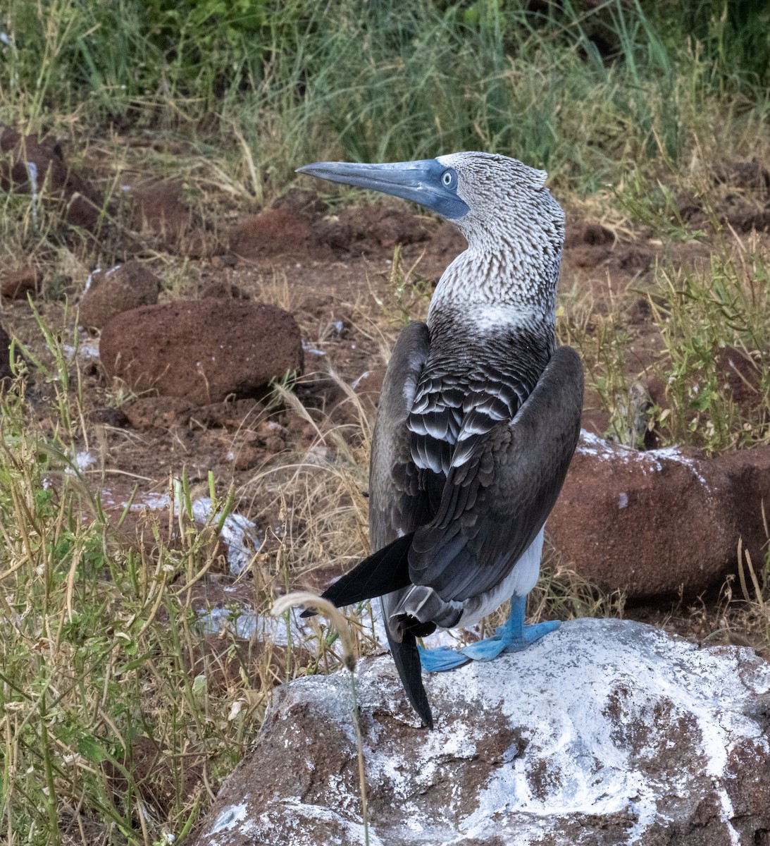 Blue-footed Booby - ML659617002
