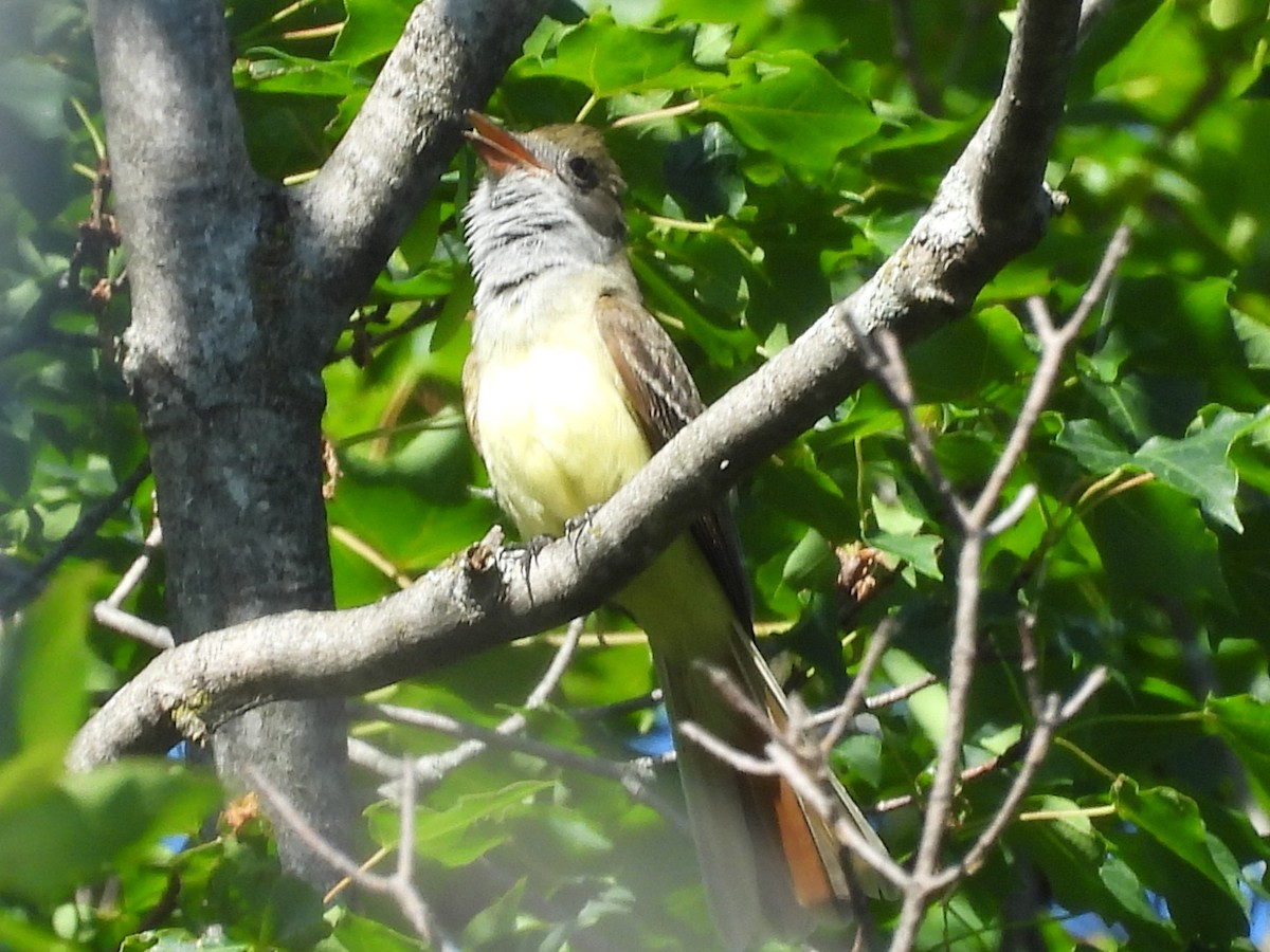 Great Crested Flycatcher - ML659617021