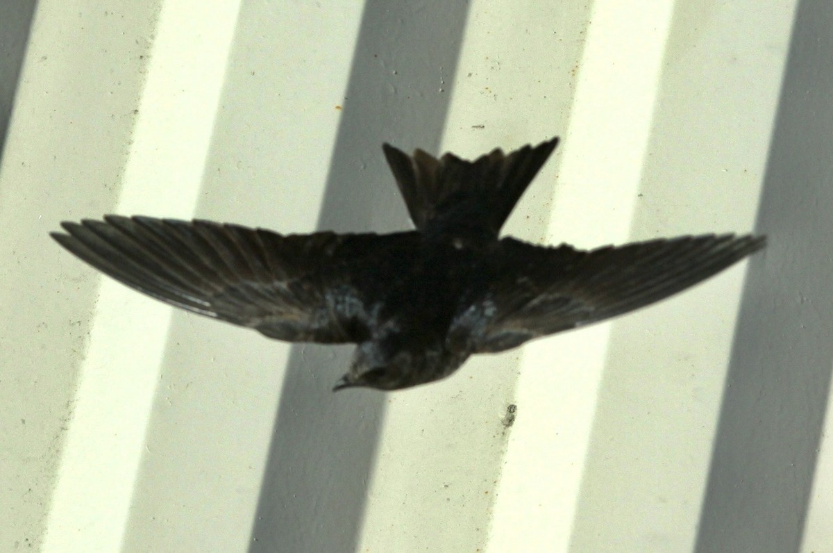 Southern Martin - ML659617397