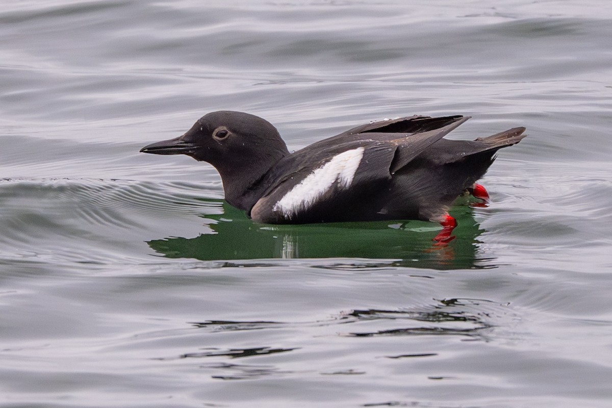 Pigeon Guillemot - ML659618243