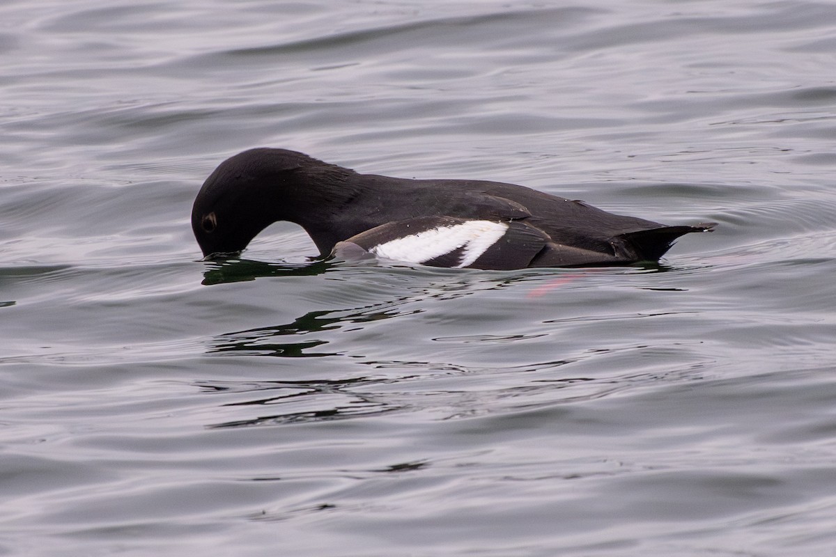 Pigeon Guillemot - ML659618248
