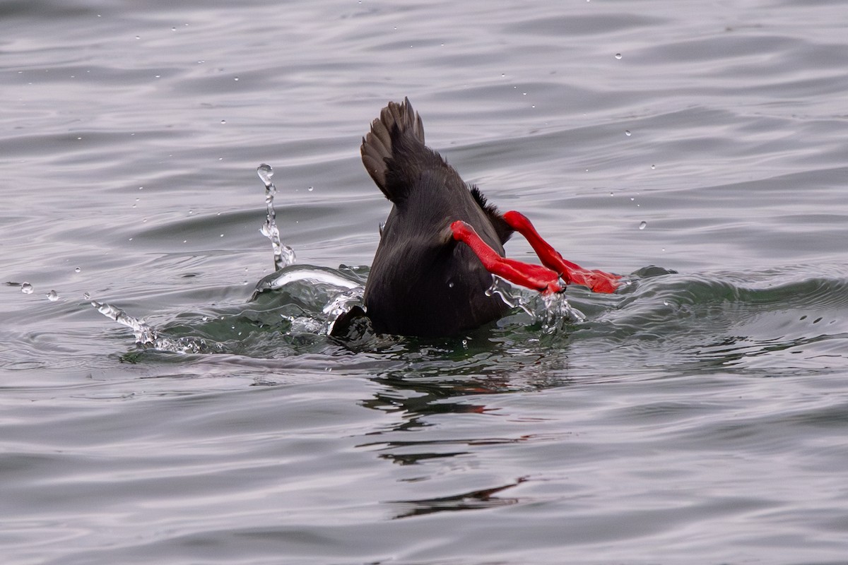 Pigeon Guillemot - ML659618250