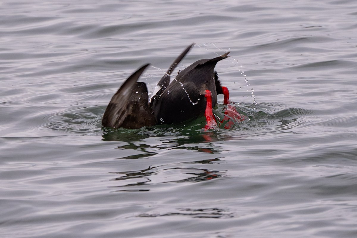 Pigeon Guillemot - ML659618252