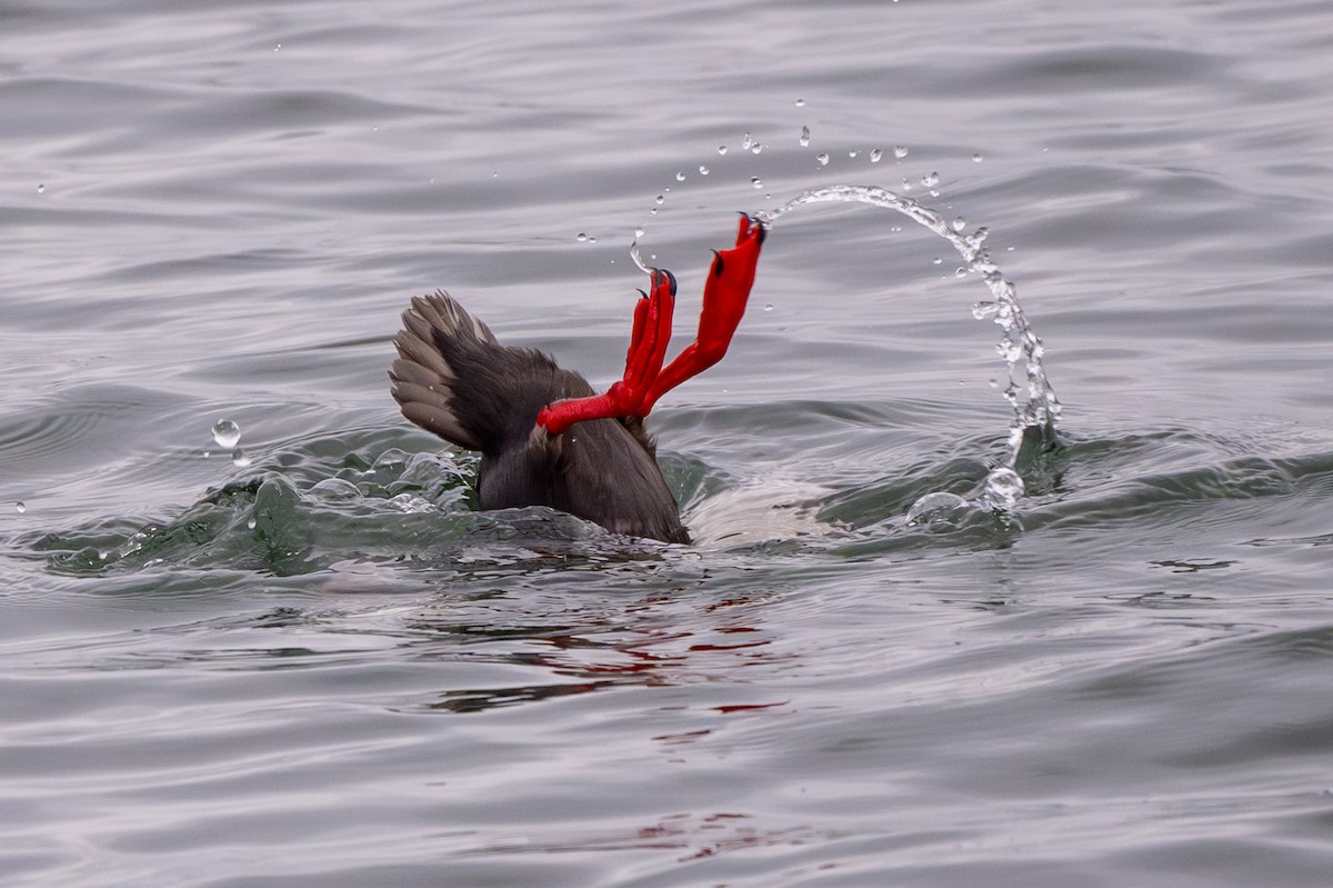 Pigeon Guillemot - ML659618254