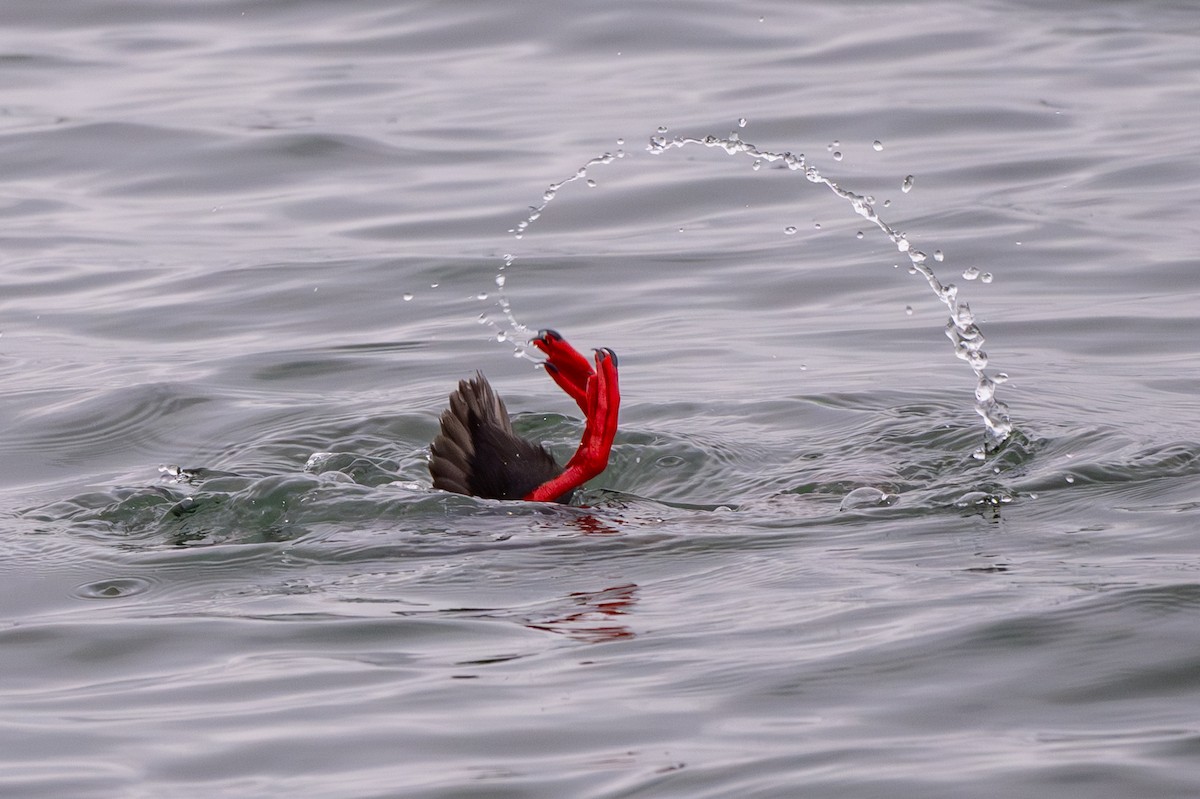 Pigeon Guillemot - ML659618255