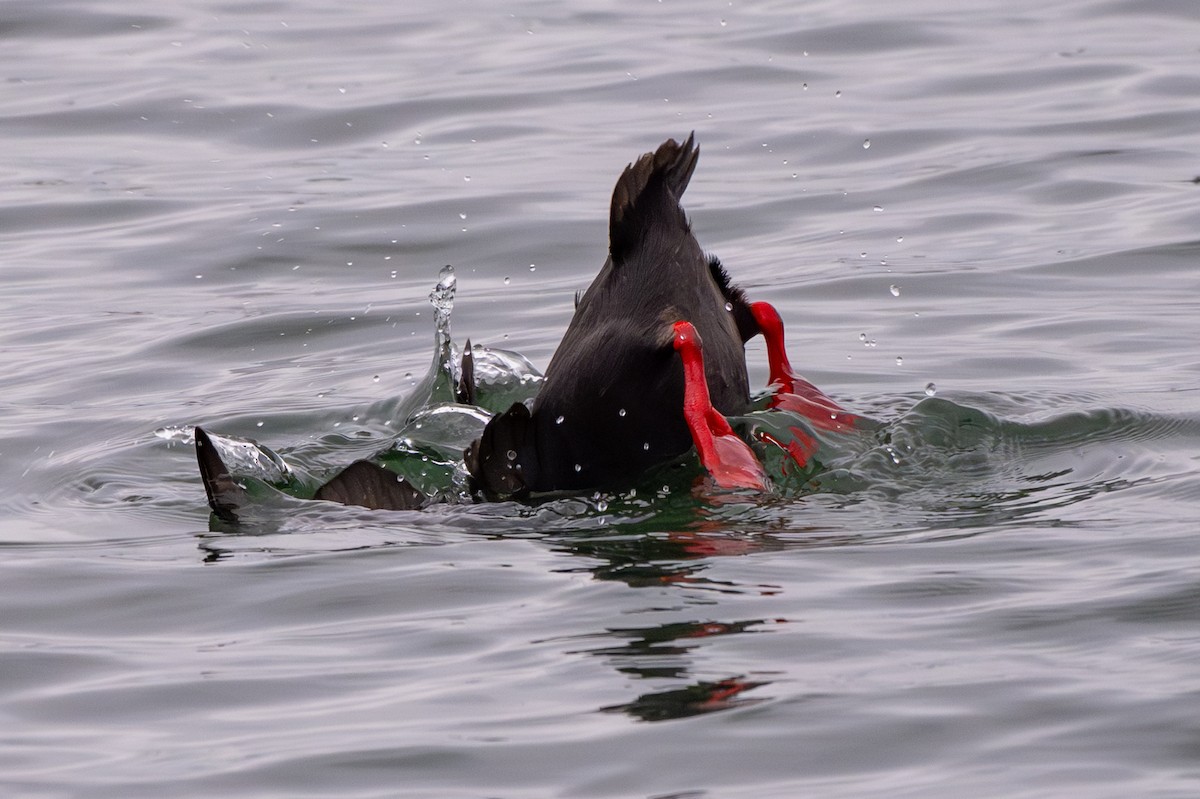 Pigeon Guillemot - ML659618256
