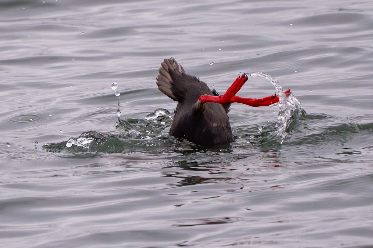 Pigeon Guillemot - ML659618259