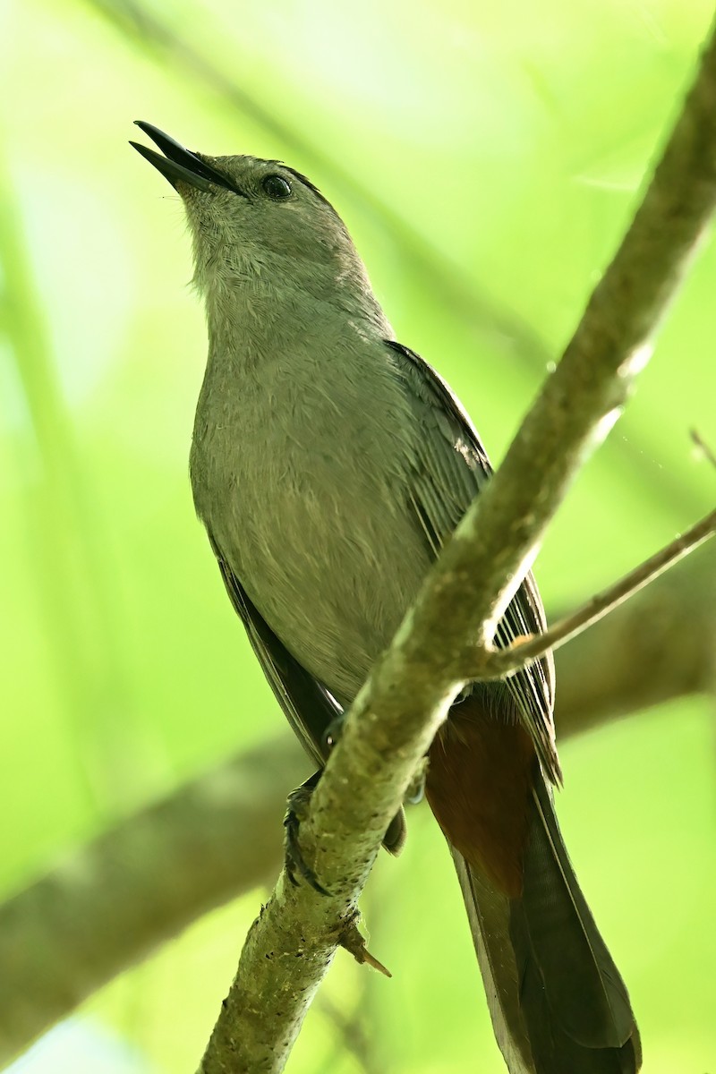 Katzenspottdrossel - ML659618631