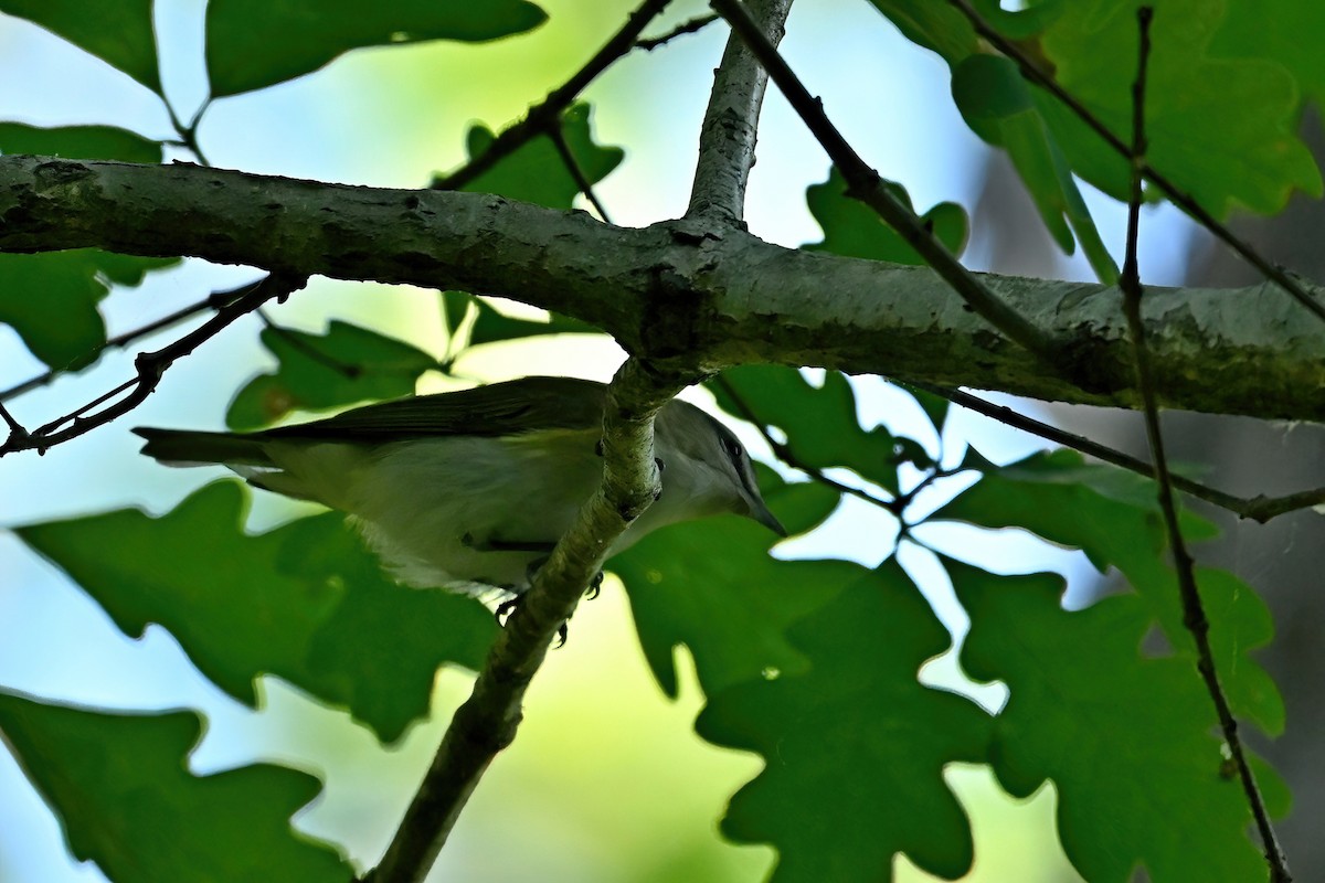 Rotaugenvireo - ML659618718