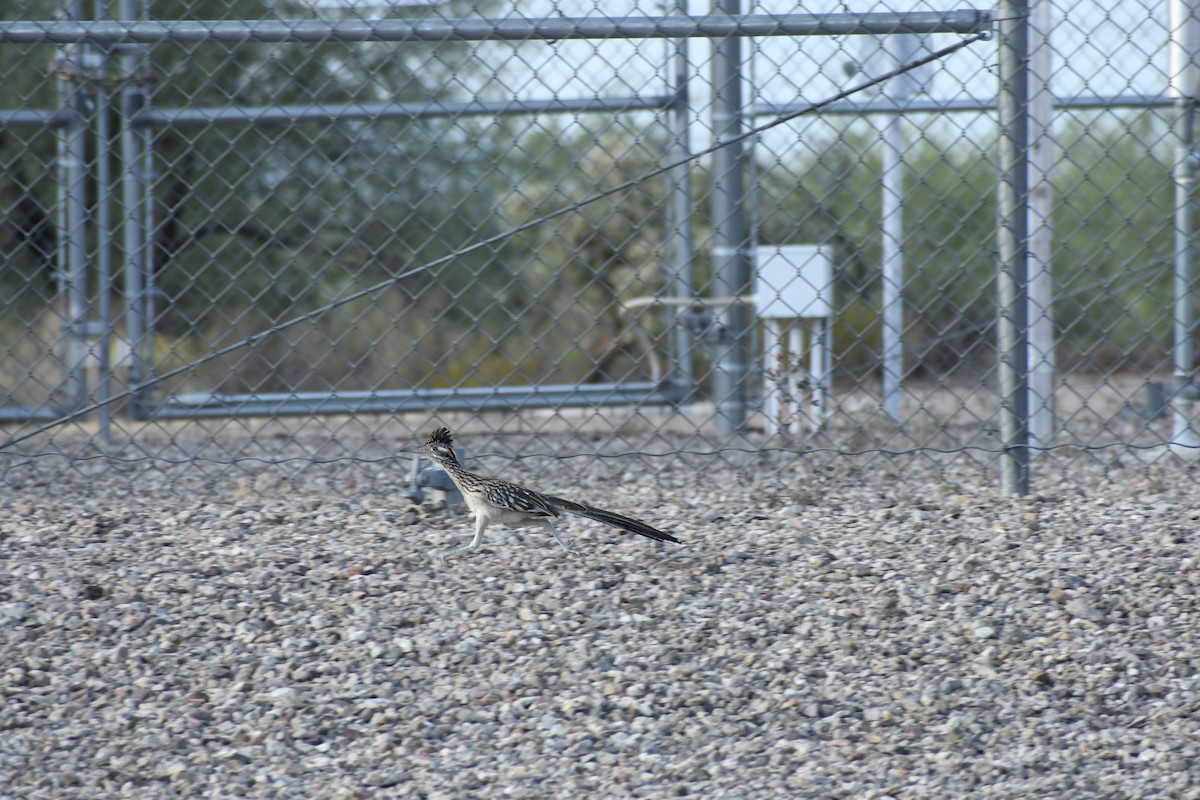 Greater Roadrunner - ML659620112