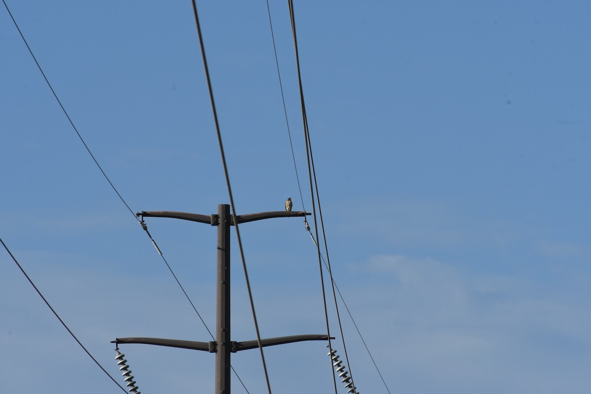 Red-tailed Hawk - ML659620121