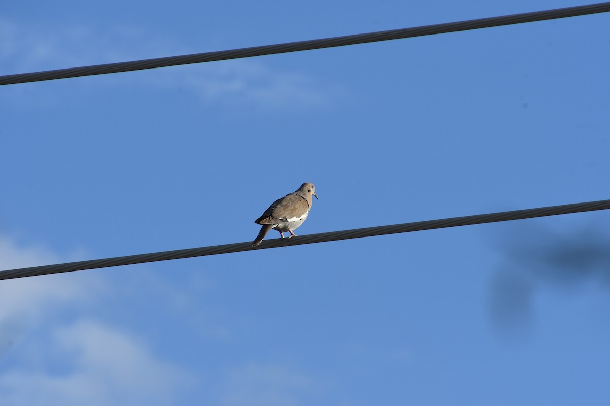 White-winged Dove - ML659620142