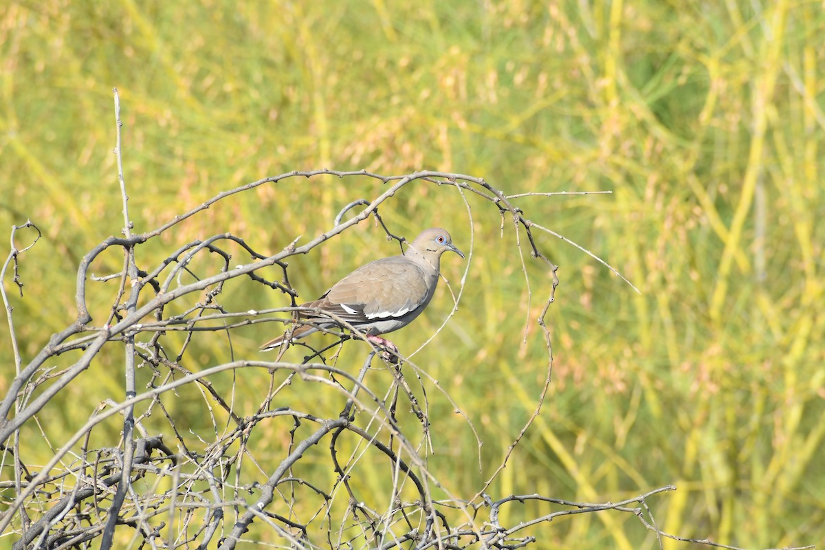 White-winged Dove - ML659620143