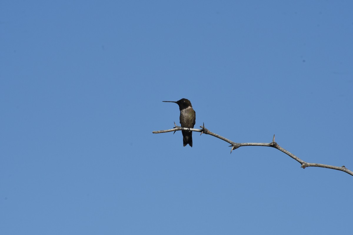 Black-chinned Hummingbird - ML659620161