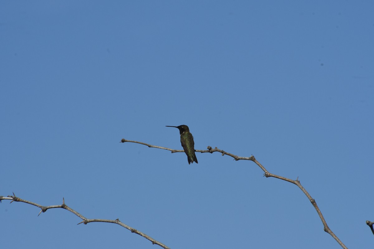Black-chinned Hummingbird - ML659620162