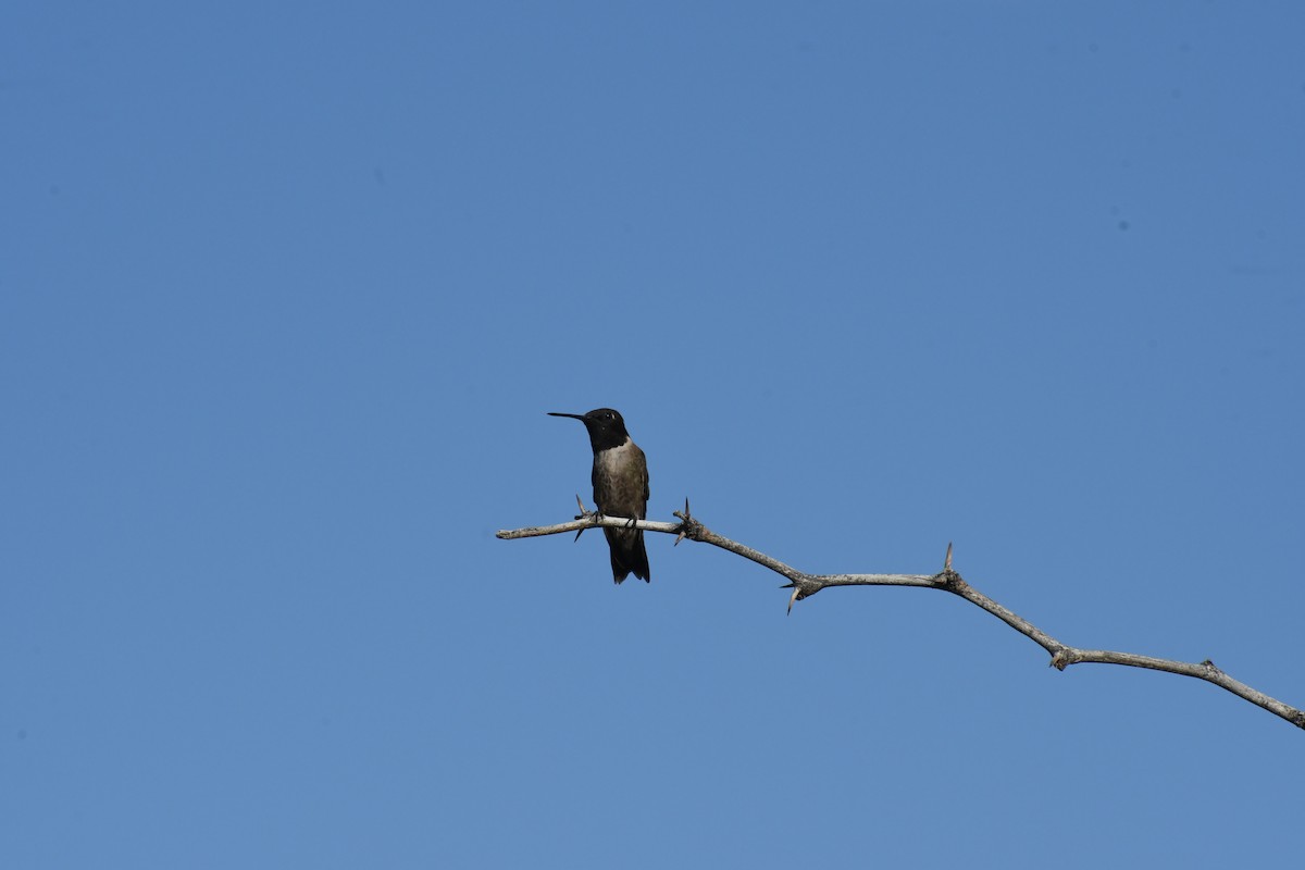 Black-chinned Hummingbird - ML659620163