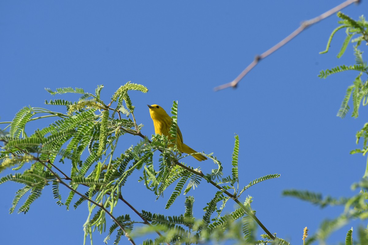 Northern Yellow Warbler - ML659620181
