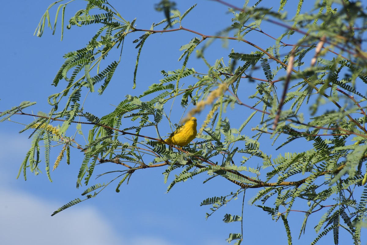 Northern Yellow Warbler - ML659620182
