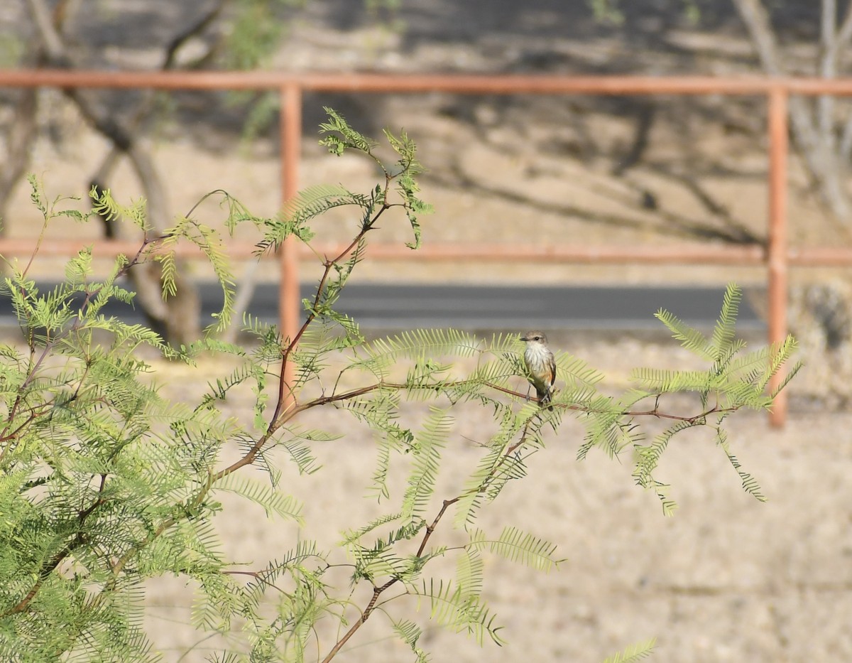 Vermilion Flycatcher - ML659620191