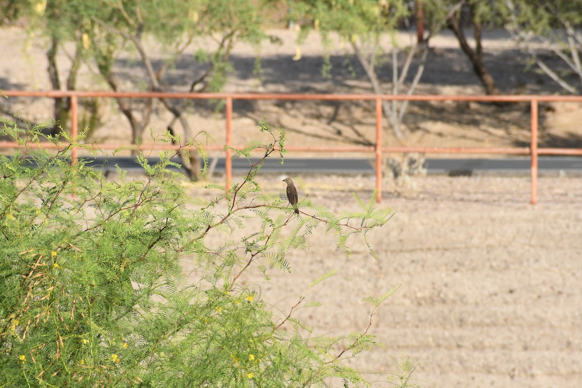 Brown-headed Cowbird - ML659620197