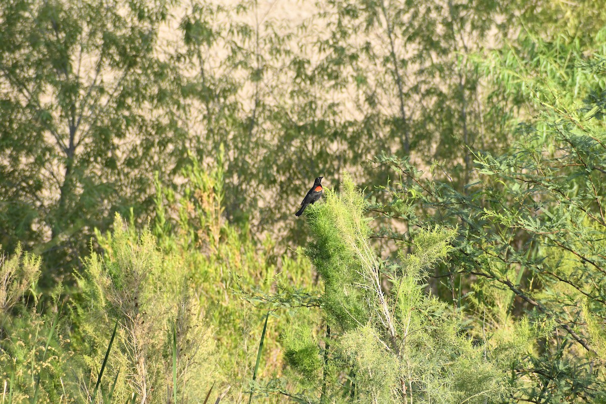 Red-winged Blackbird - ML659620216