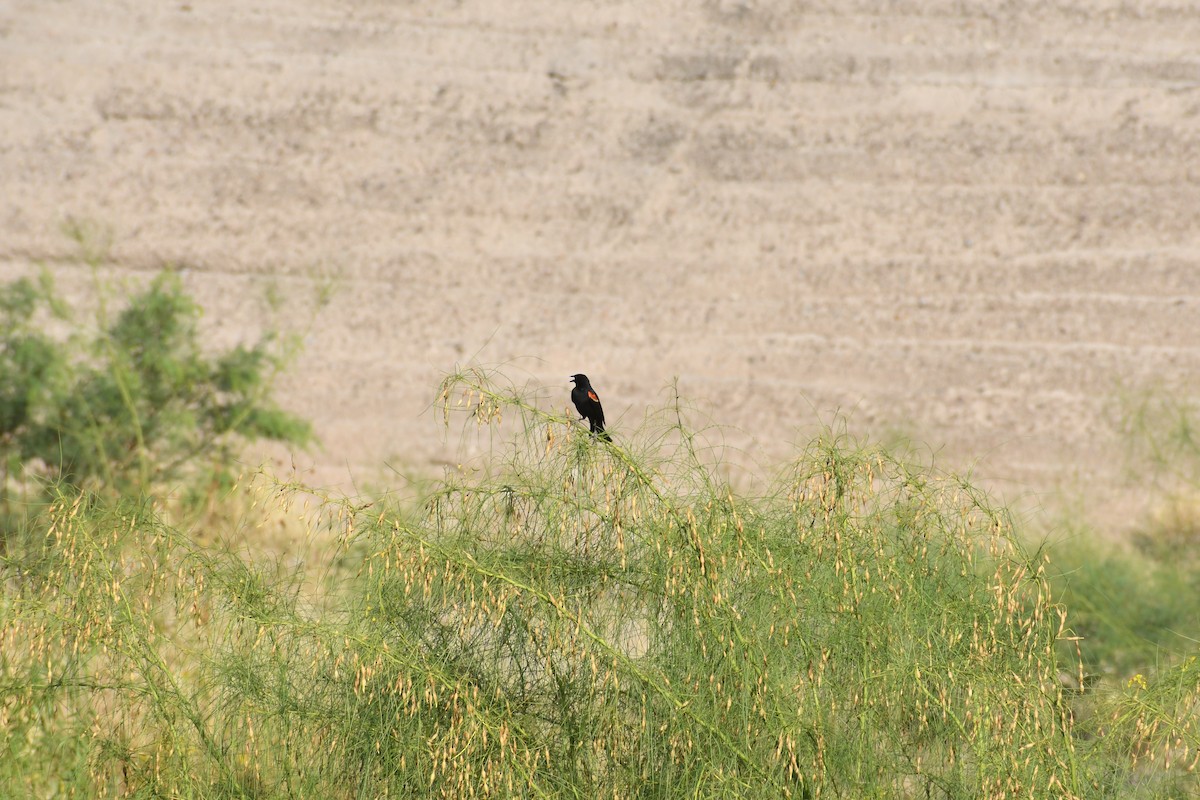 Red-winged Blackbird - ML659620217