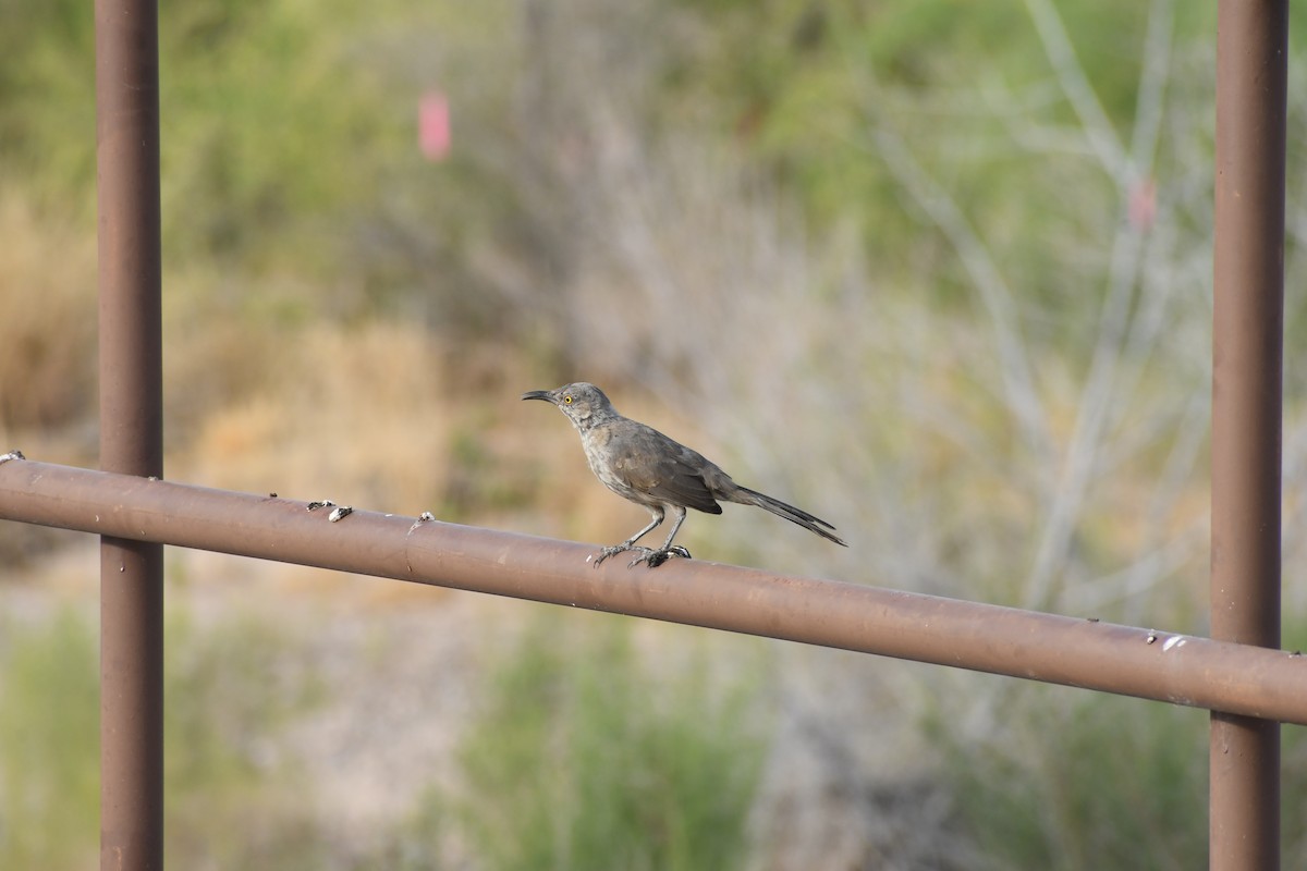 Curve-billed Thrasher - ML659620239