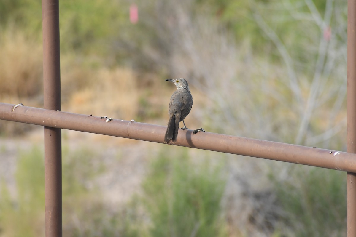 Curve-billed Thrasher - ML659620240