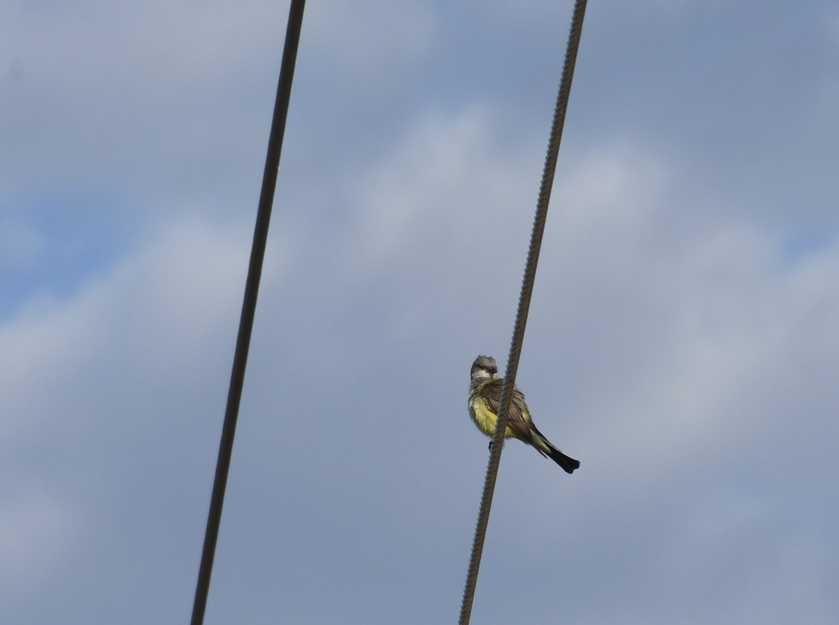 Western Kingbird - ML659620250