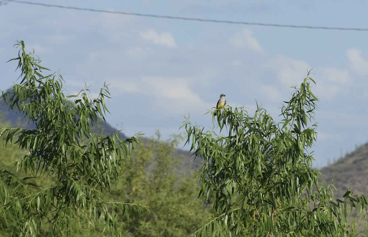 Western Kingbird - ML659620251