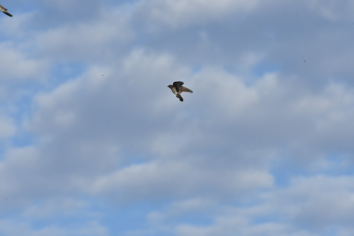 Northern Rough-winged Swallow - ML659620263