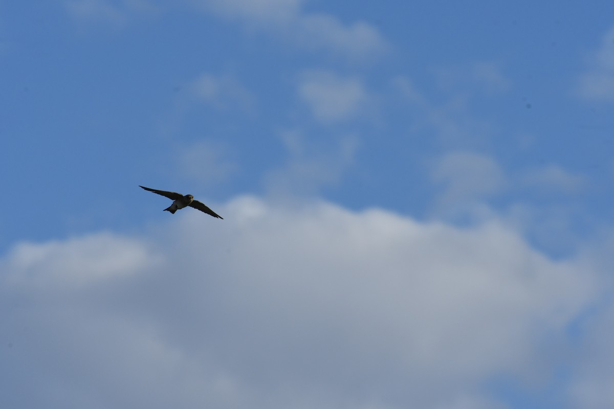Northern Rough-winged Swallow - ML659620264