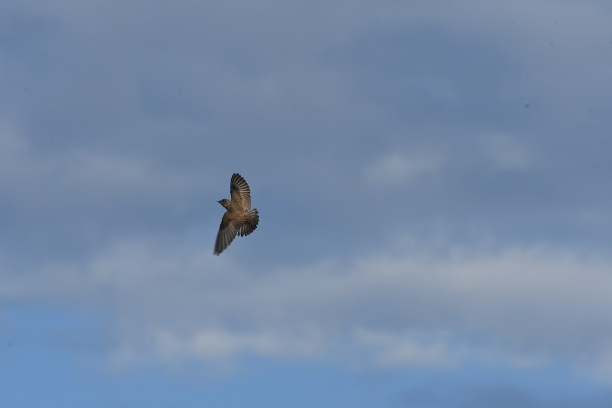 Northern Rough-winged Swallow - ML659620265