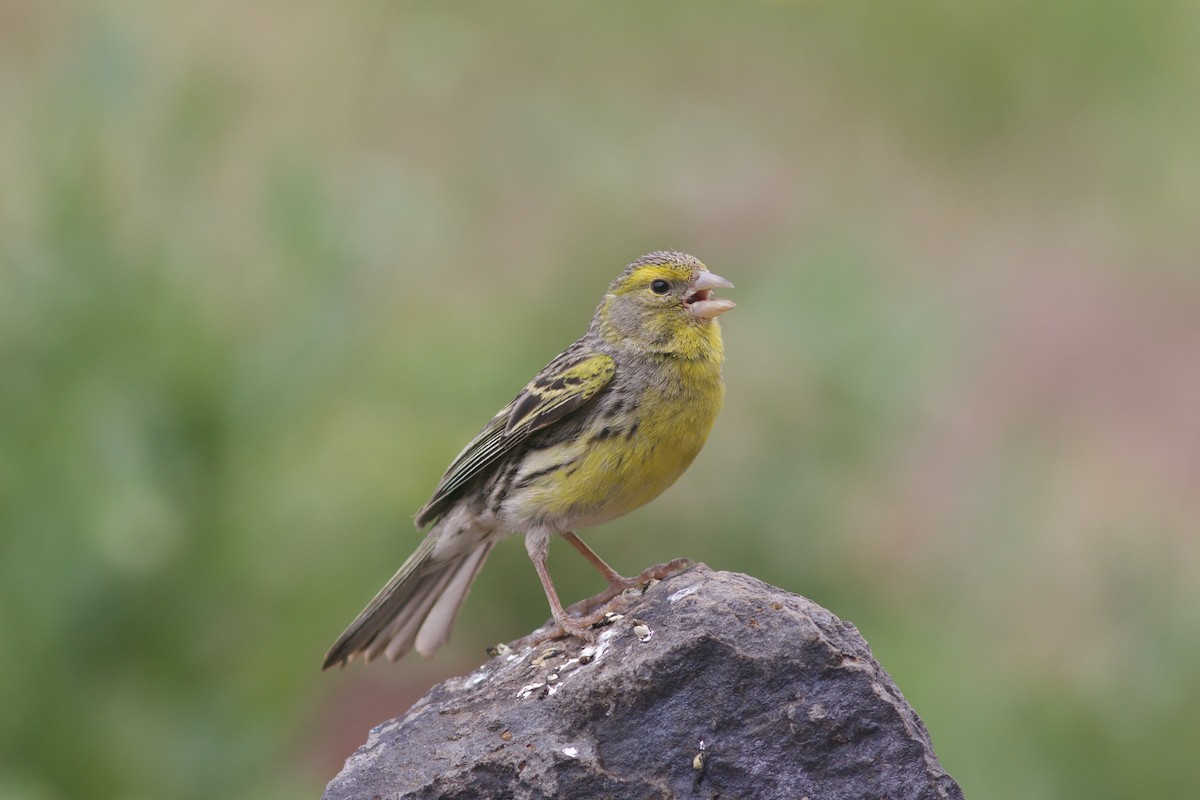 Serín Canario - ML659620318