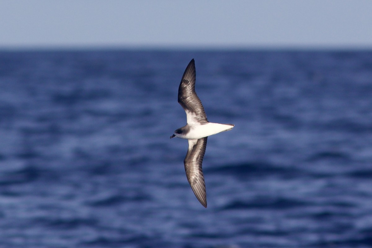 Petrel Freira - ML659620393