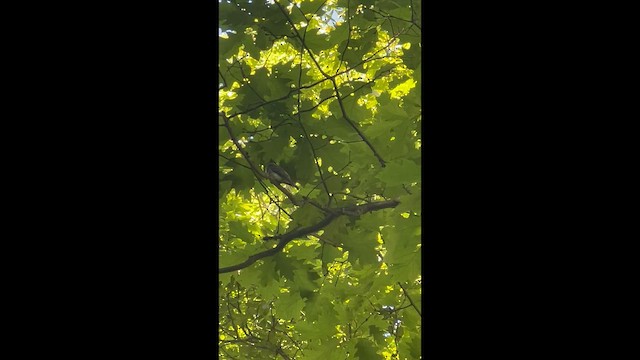 Светлобрюхий фиби - ML659620439