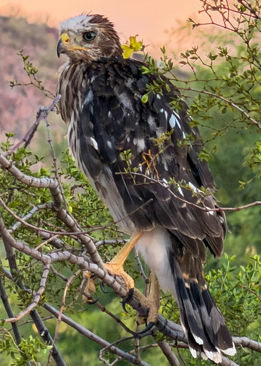 Cooper's Hawk - ML659620945