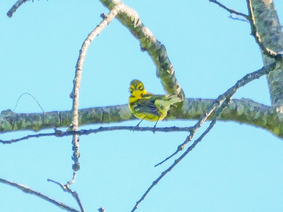 Prairie Warbler - Roger Horn