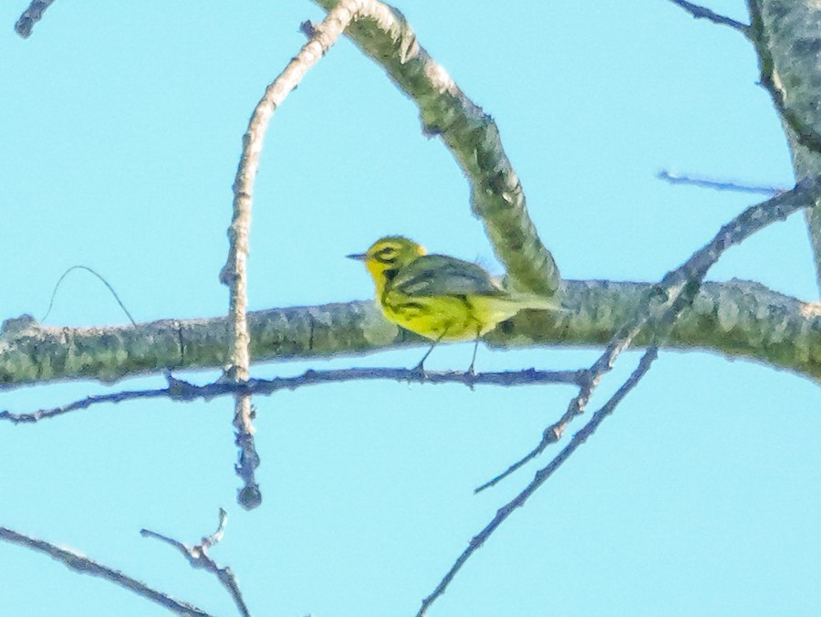 Prairie Warbler - Roger Horn