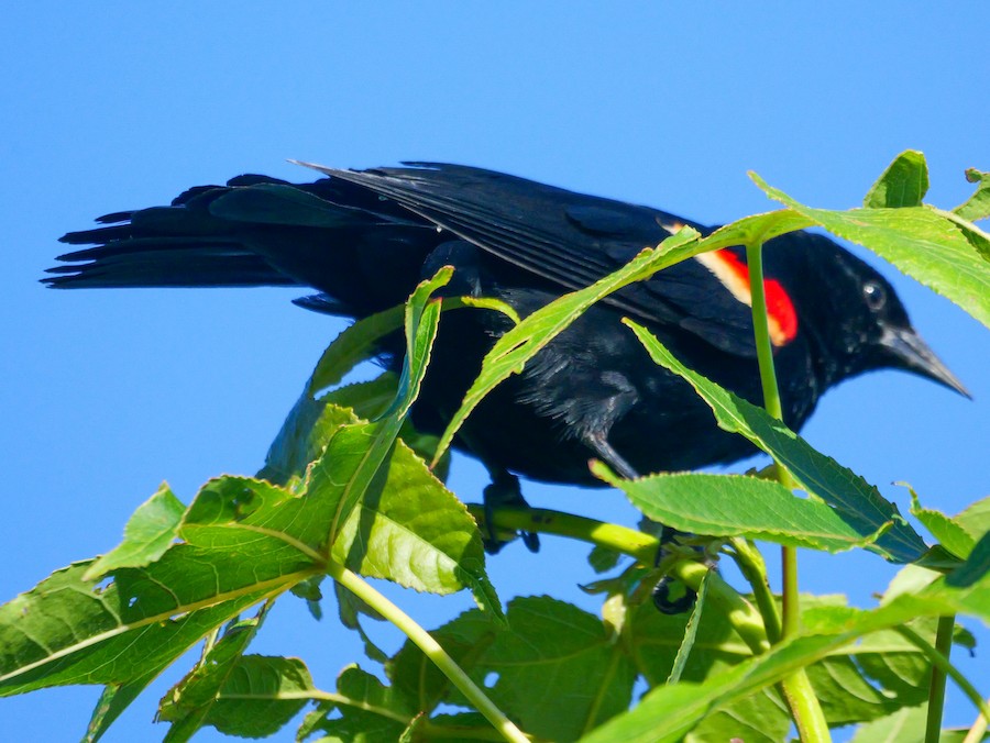 Red-winged Blackbird (Red-winged) - Roger Horn