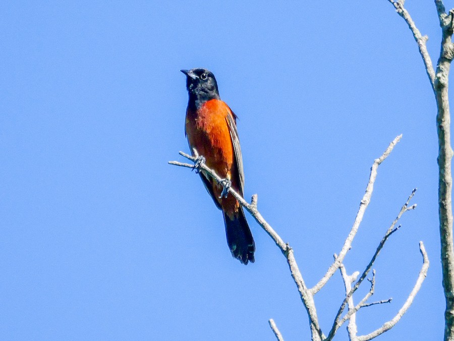 Orchard Oriole - Roger Horn